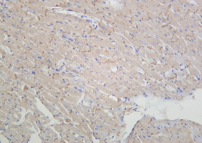 Recombinant pan Cadherin Monoclonal Antibody-searchlist-1