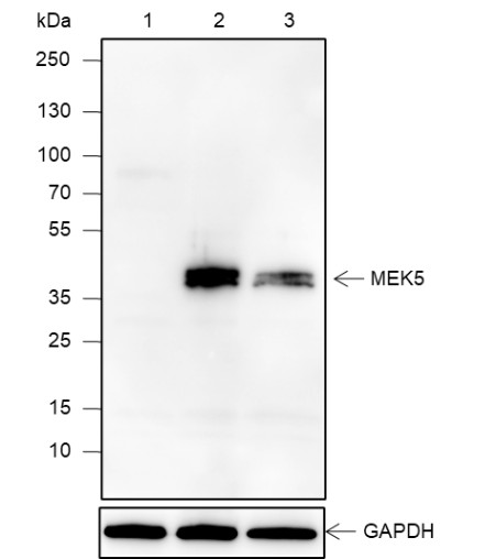 Recombinant MEK5 Monoclonal Antibody-searchlist-1