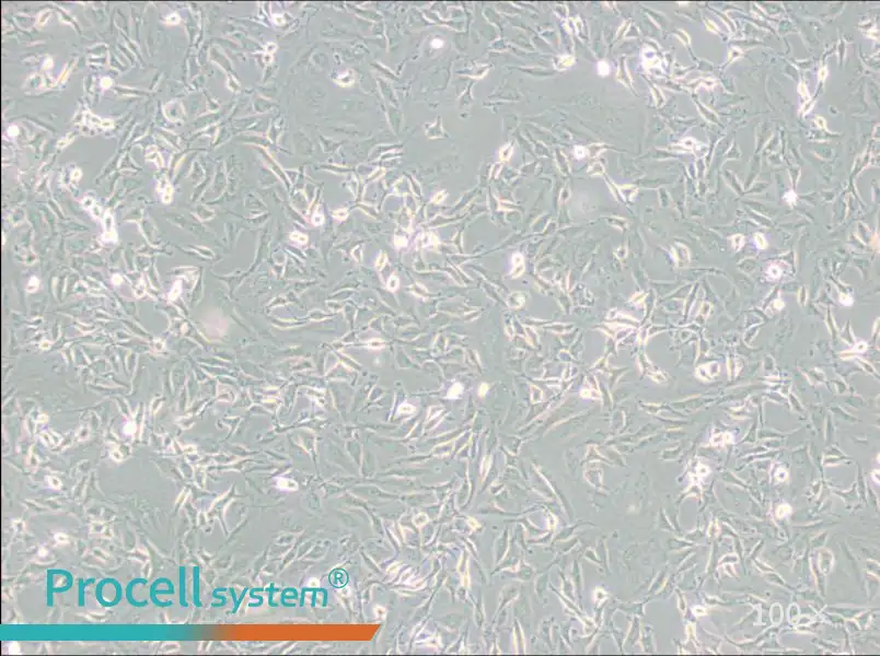 KTC-1 Cell Complete Medium - 1
