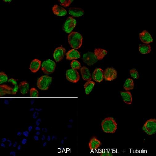 Recombinant ERG Monoclonal Antibody - small - 6