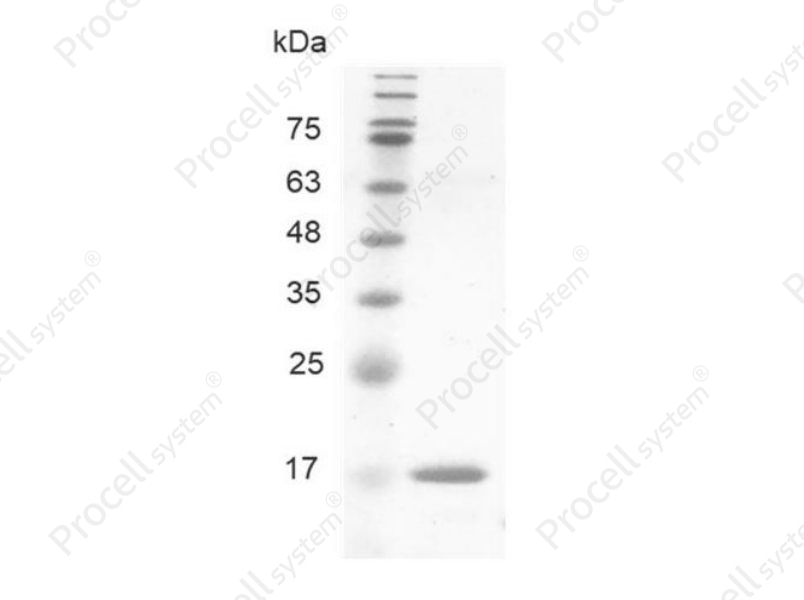 BMP-8a/BMP-8/OP-2, Human, Recombinant