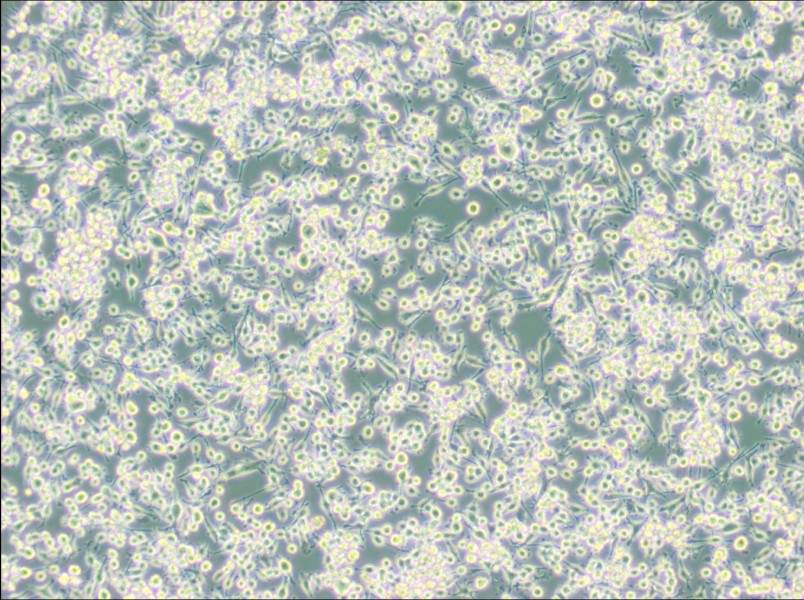 BV2 (DMEM) Cell Complete Medium-searchlist-1