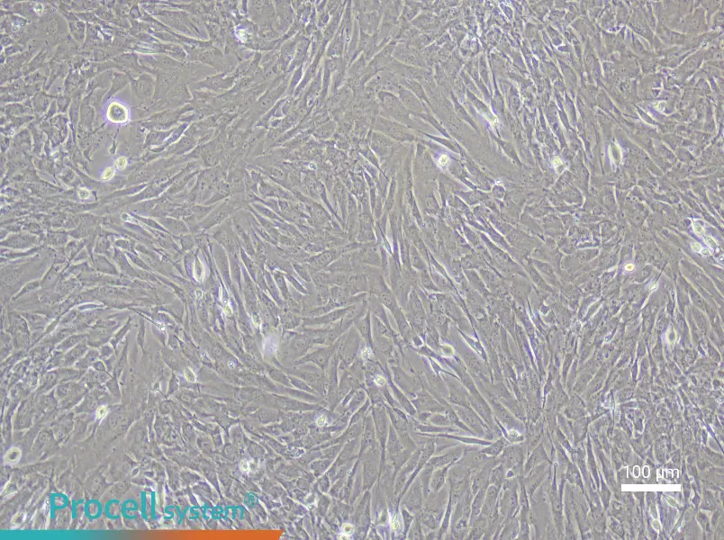 Mouse Dermal Papilla Cell Complete Medium - 2