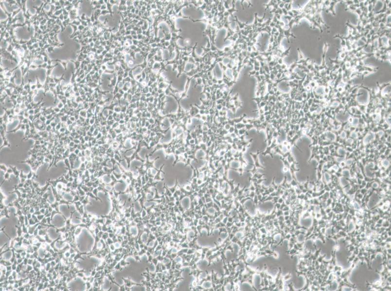 HKb20 Cell Complete Medium - 2
