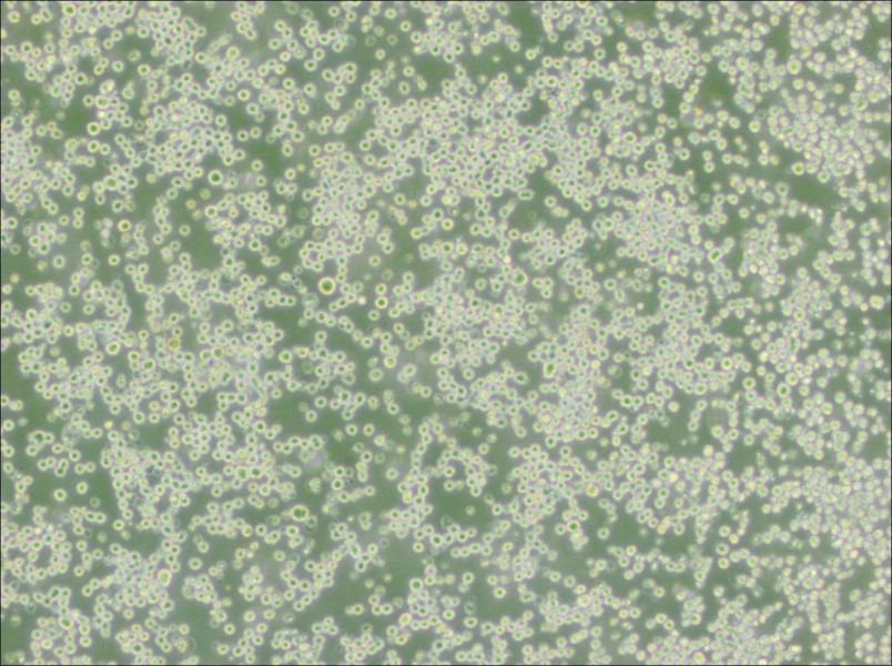 35.1 Cell Complete Medium - 3