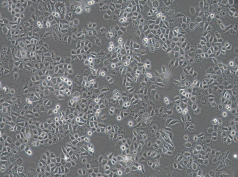 NCI-H838 Cell Complete Medium - small - 4