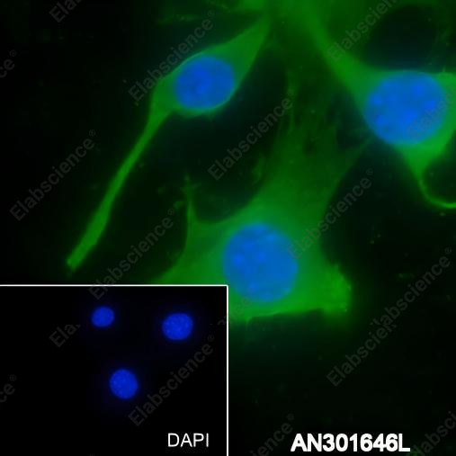 Recombinant Rab9A Monoclonal Antibody - 3