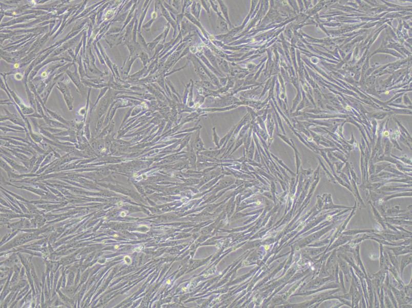 GCT Cell Complete Medium-searchlist-1