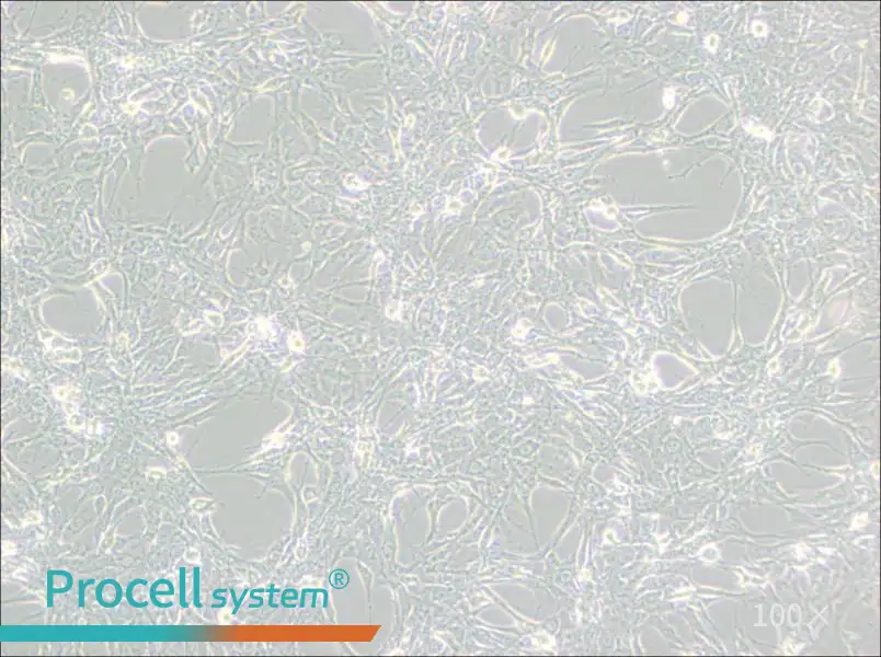 Hey Cell Complete Medium - 3