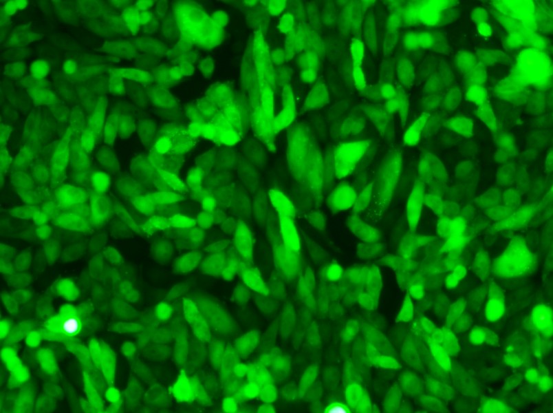 CHO-K1-GFP Cell Complete Medium - small - 4