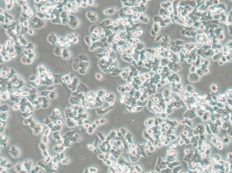 SW48 (L15) Cell Complete Medium - 4
