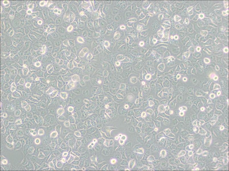 NCI-H661 Cell Complete Medium-searchlist-1