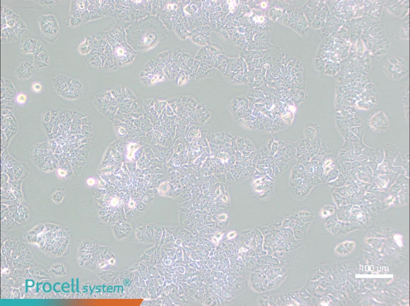NCI-H1437 Cell Complete Medium - 3
