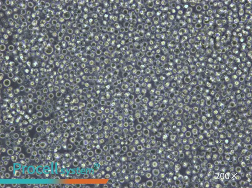 Pfeiffer Cell Complete Medium - 5