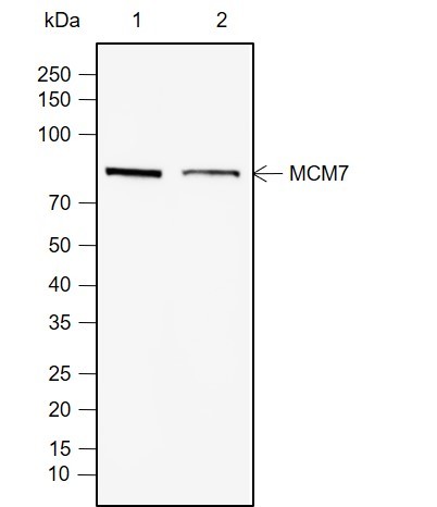 Recombinant MCM7 Monoclonal Antibody-searchlist-1