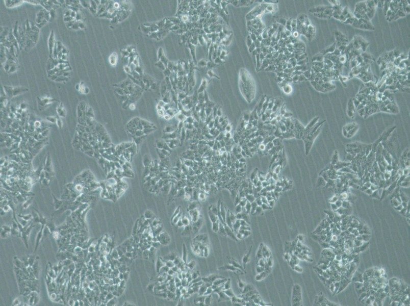 MHCC97-L Cell Complete Medium-searchlist-1