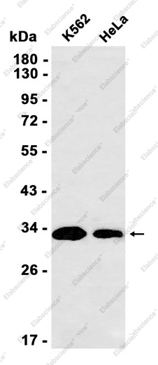 Recombinant pro Caspase-3 Monoclonal Antibody - 1