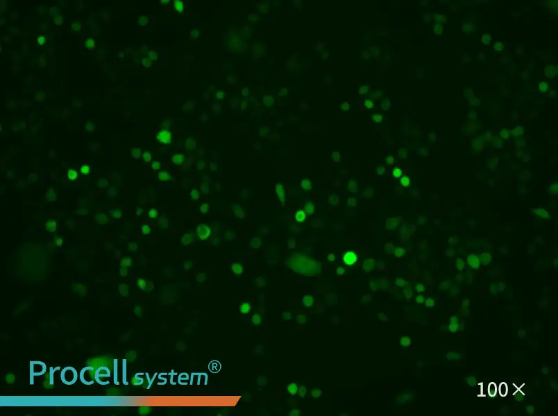 AGS-LUC-EGFP Cell Complete Medium - 2