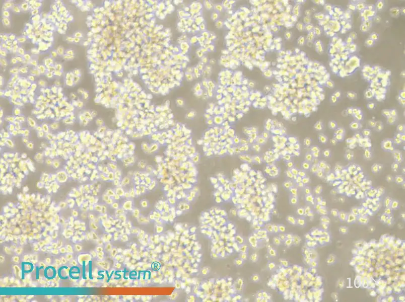 LCL 721.221 Cell Complete Medium - 3