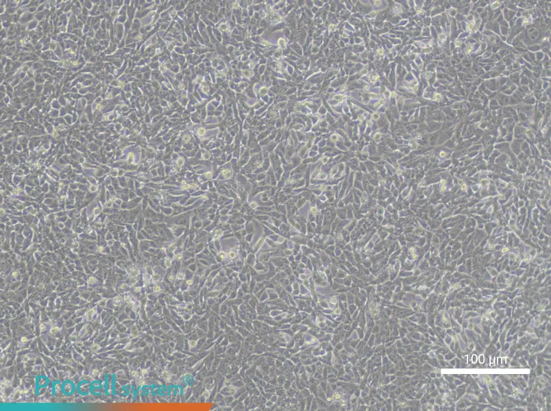 TCMK-1 Cell Complete MediumTCMK-1 Cell Complete Medium - 2
