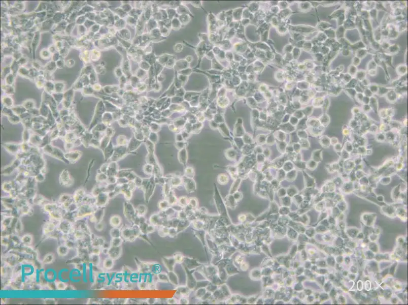 293E Cell Complete Medium - small - 5