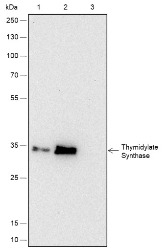 Recombinant Thymidylate Synthase Monoclonal Antibody - small - 5