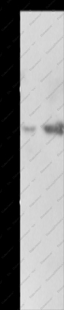 LRPAP1 Polyclonal Antibody - 1