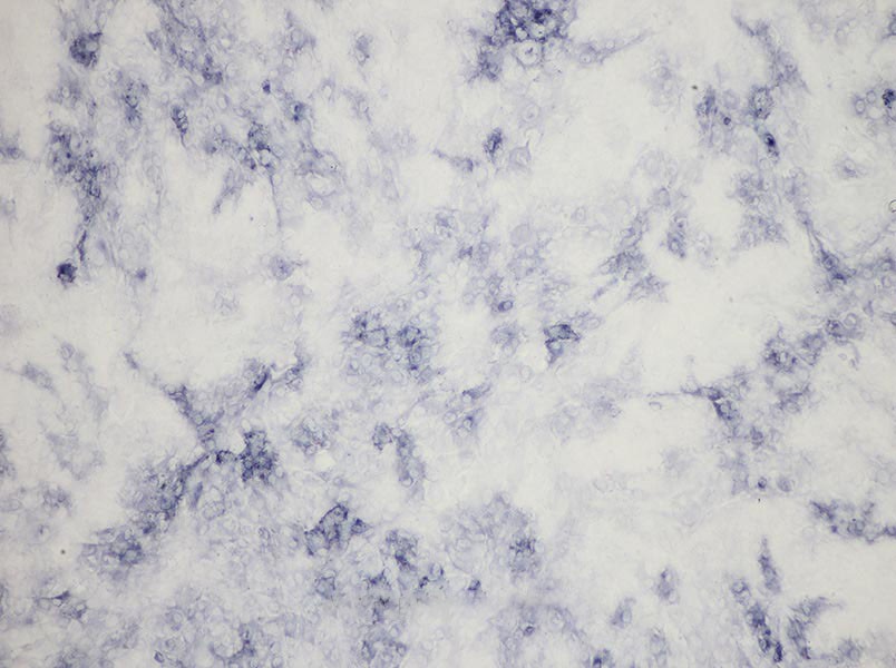 Rat Osteoblast Complete Medium - 1
