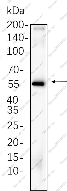 Recombinant Cdc25C Monoclonal Antibody - 1