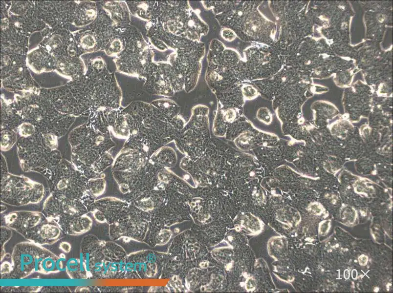 MFE-280 Cell Complete Medium - 1