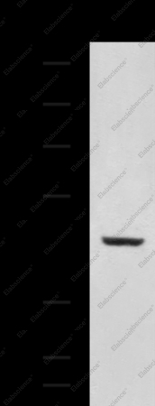 RNF13 Polyclonal Antibody - 2