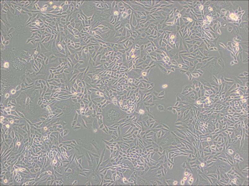 CTLA4 Ig-24 Cell Complete MediumCTLA4 Ig-24 Cell Complete Medium - 3