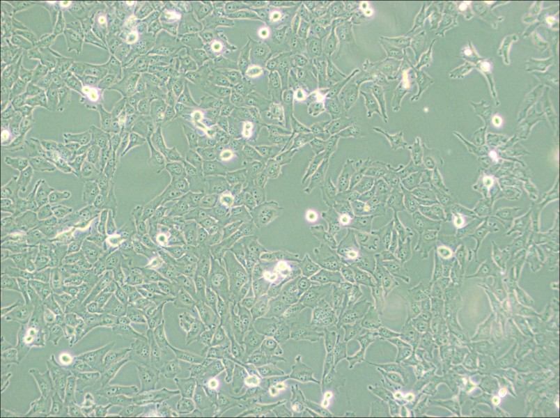 KMH-2 Cell Complete Medium-searchlist-1