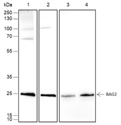 Recombinant BAG2 Monoclonal Antibody-searchlist-1