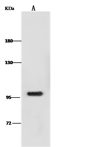 Recombinant Ano1 Monoclonal Antibody-searchlist-1