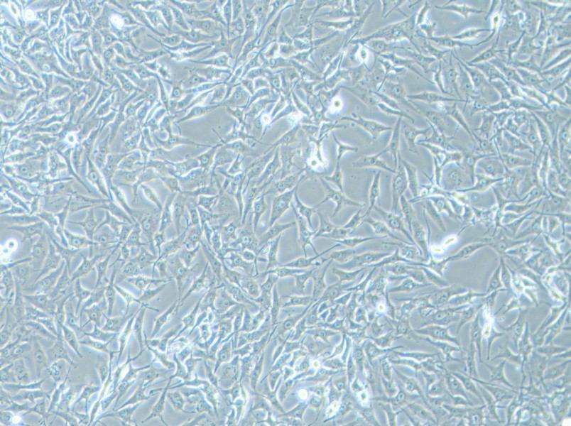 MG-63 Cell Complete MediumMG-63 Cell Complete Medium - 2