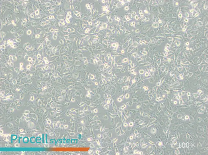 LLC-MK2 Cell Complete Medium - 2