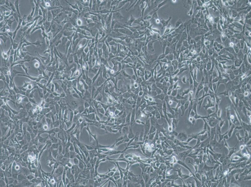 WPMY-1 Cell Complete Medium - 2