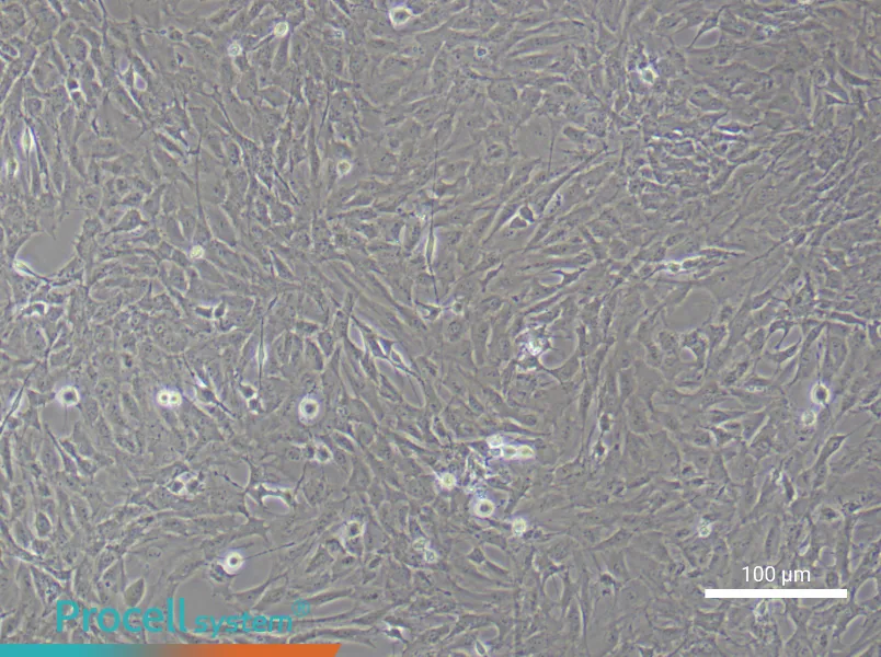 Rat Carotid Artery Vascular Smooth Muscle Cell Complete Medium - 1