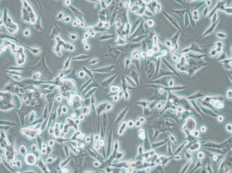 NCI-H1993 Cell Complete Medium - 4