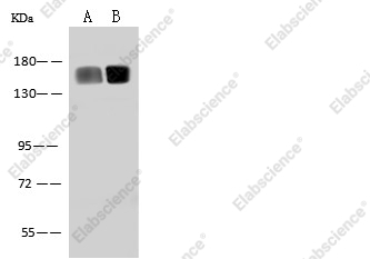CD13 /ANPEP Monoclonal Antibody - 1
