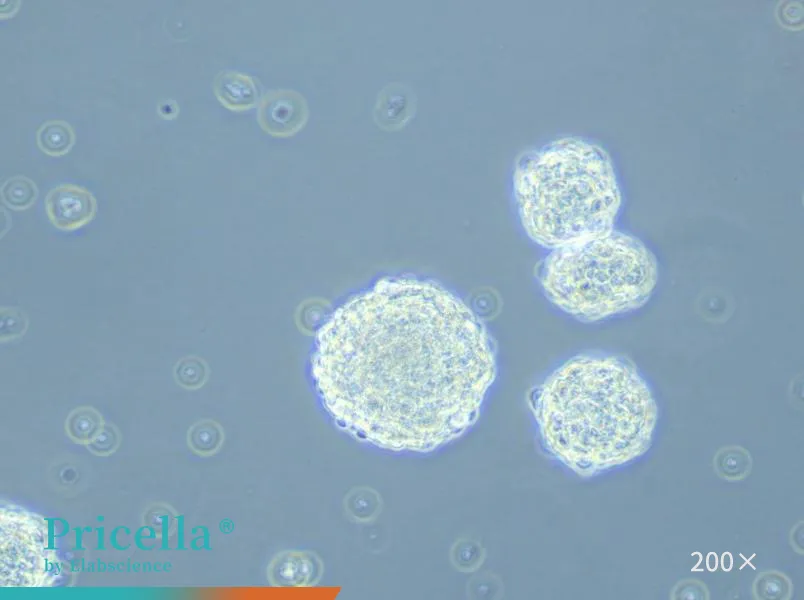 Rat Neural Stem Cells Isolation and Culture Kit - small - 5