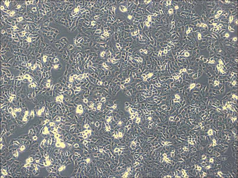 IOMM-Lee Cell Complete Medium-searchlist-1
