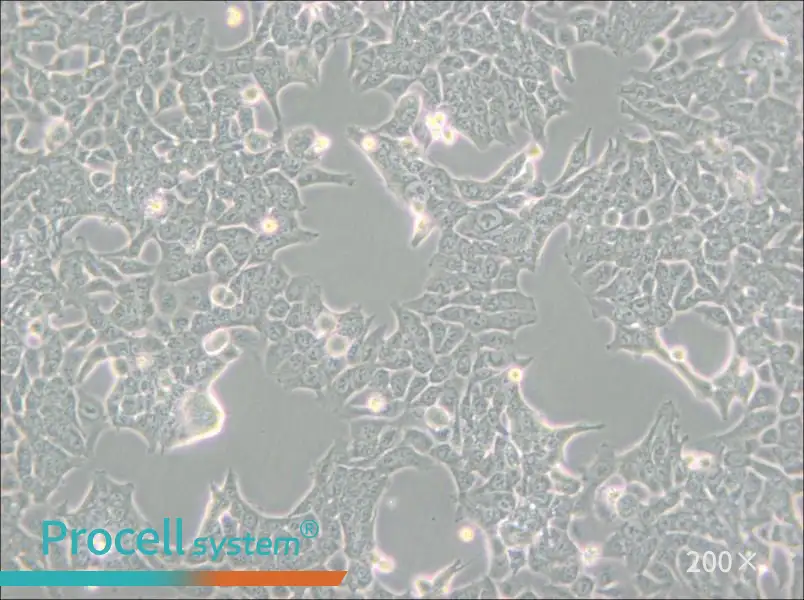 HCT 116 Cell Complete Medium - small - 4