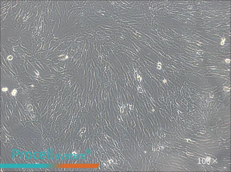hTERT-HPNE Cell Complete MediumhTERT-HPNE Cell Complete Medium - 2