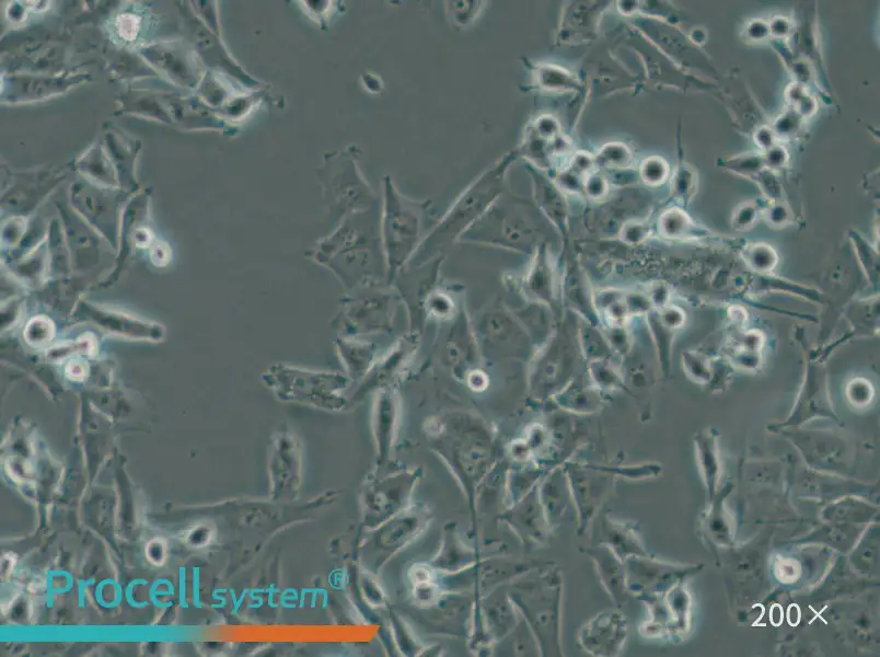 SF-295 Cell Complete Medium - 4