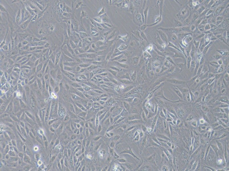 COV362 Cell Complete Medium-searchlist-1