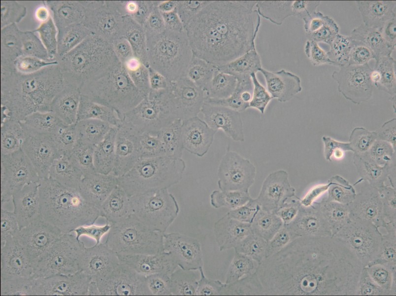 MARC-145 [Marc145] Cell Complete Medium - small - 5