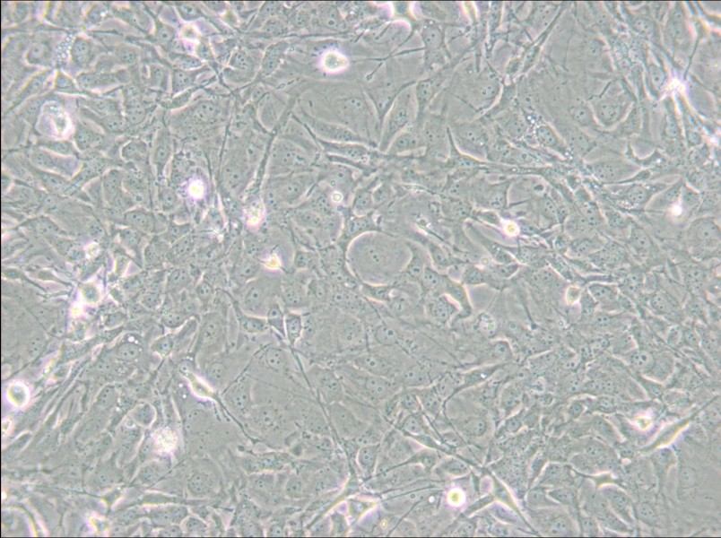 MET-5A Cell Complete Medium - small - 4