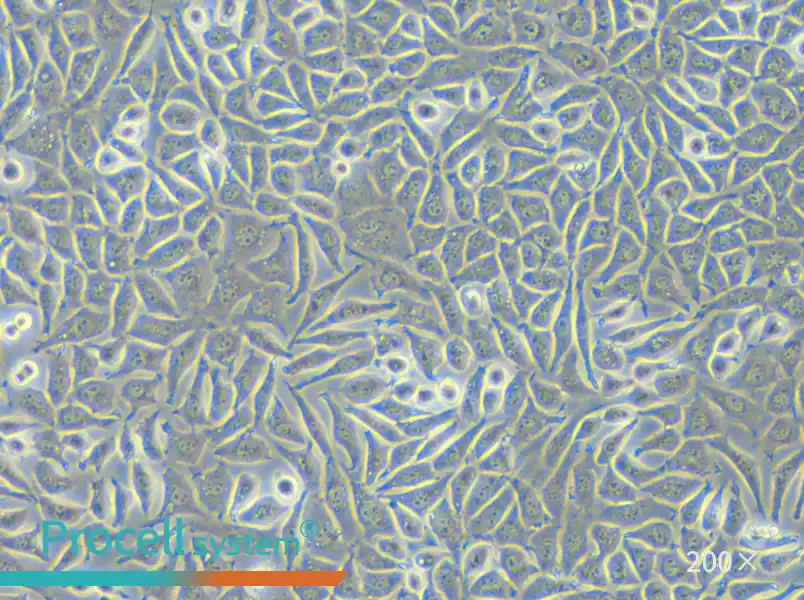 NCTC clone 929 Cell Complete Medium - small - 6